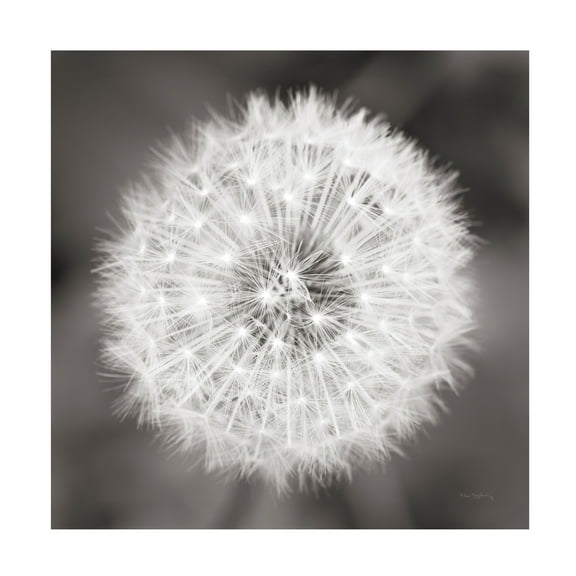 Trademark Fine Art 'Dandelion Seedhead' Canvas Art by Alan Majchrowicz