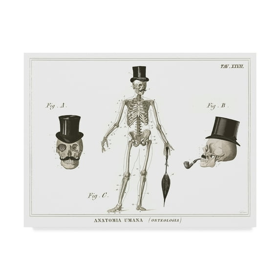 Trademark Fine Art 'Dandy Bones' Canvas Art by Sue Schlabach