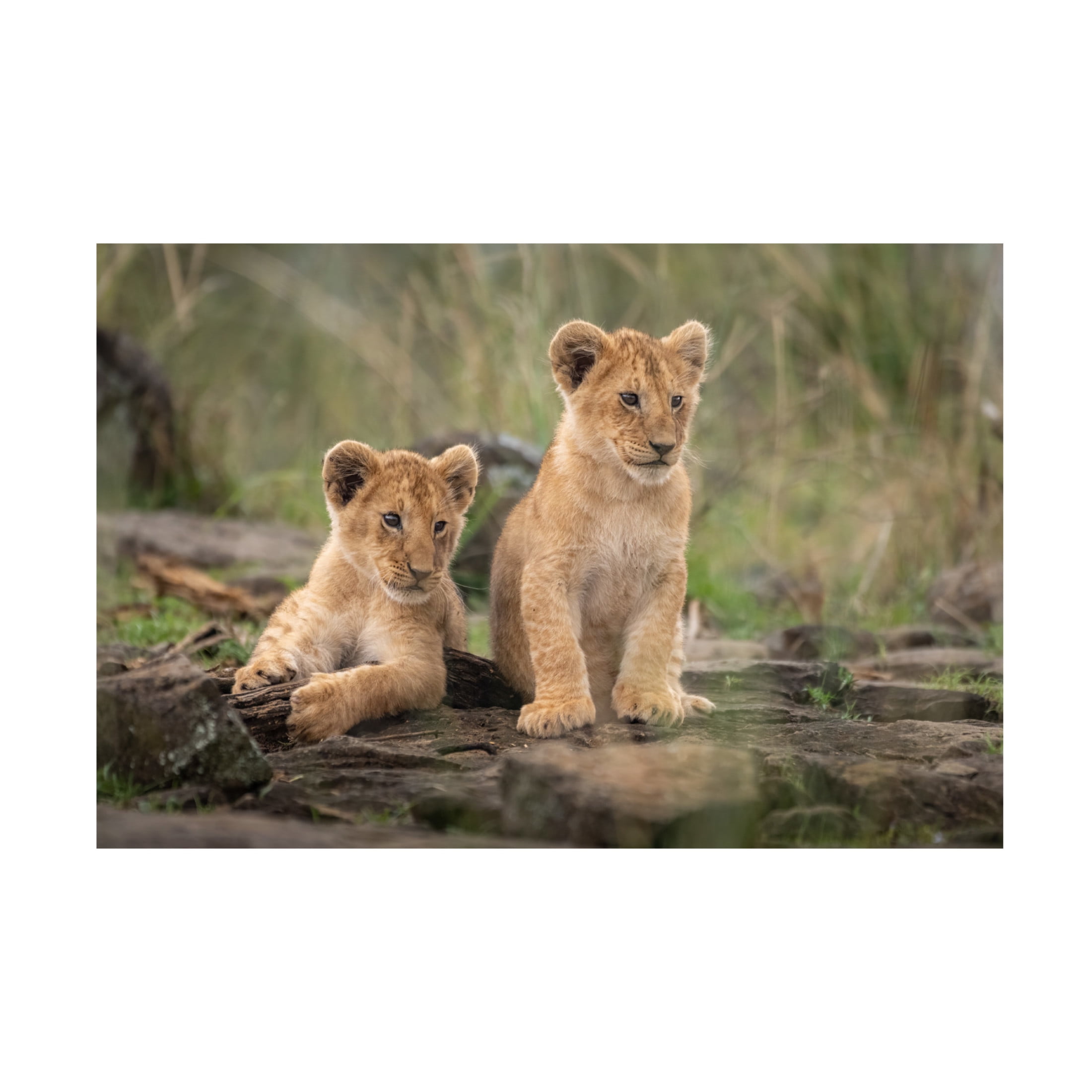 Trademark Fine Art Daniel Katz Little Lion Cubs Canvas Wall Art