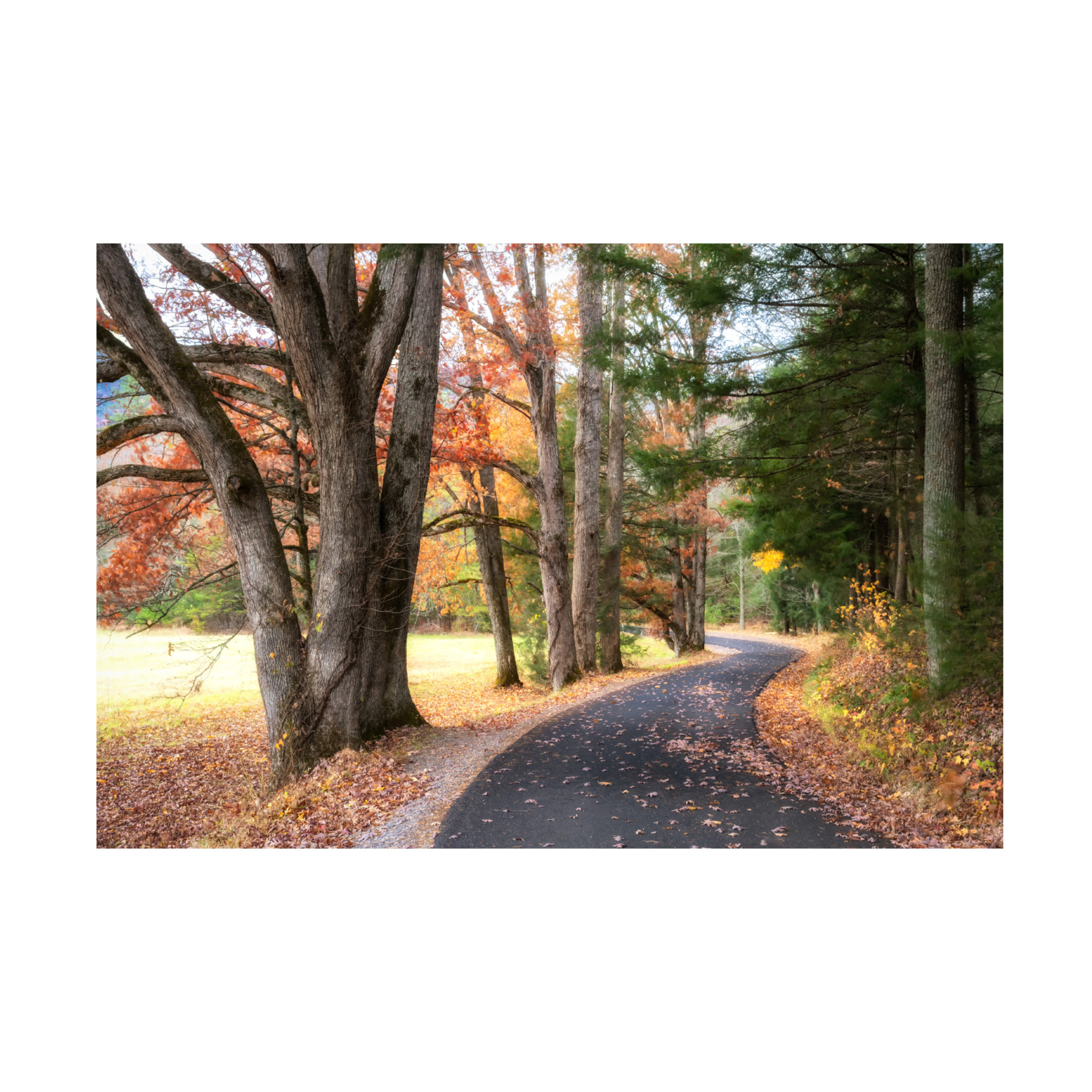 Trademark Fine Art Danny Head  Autumn Drive I Canvas Wall Art