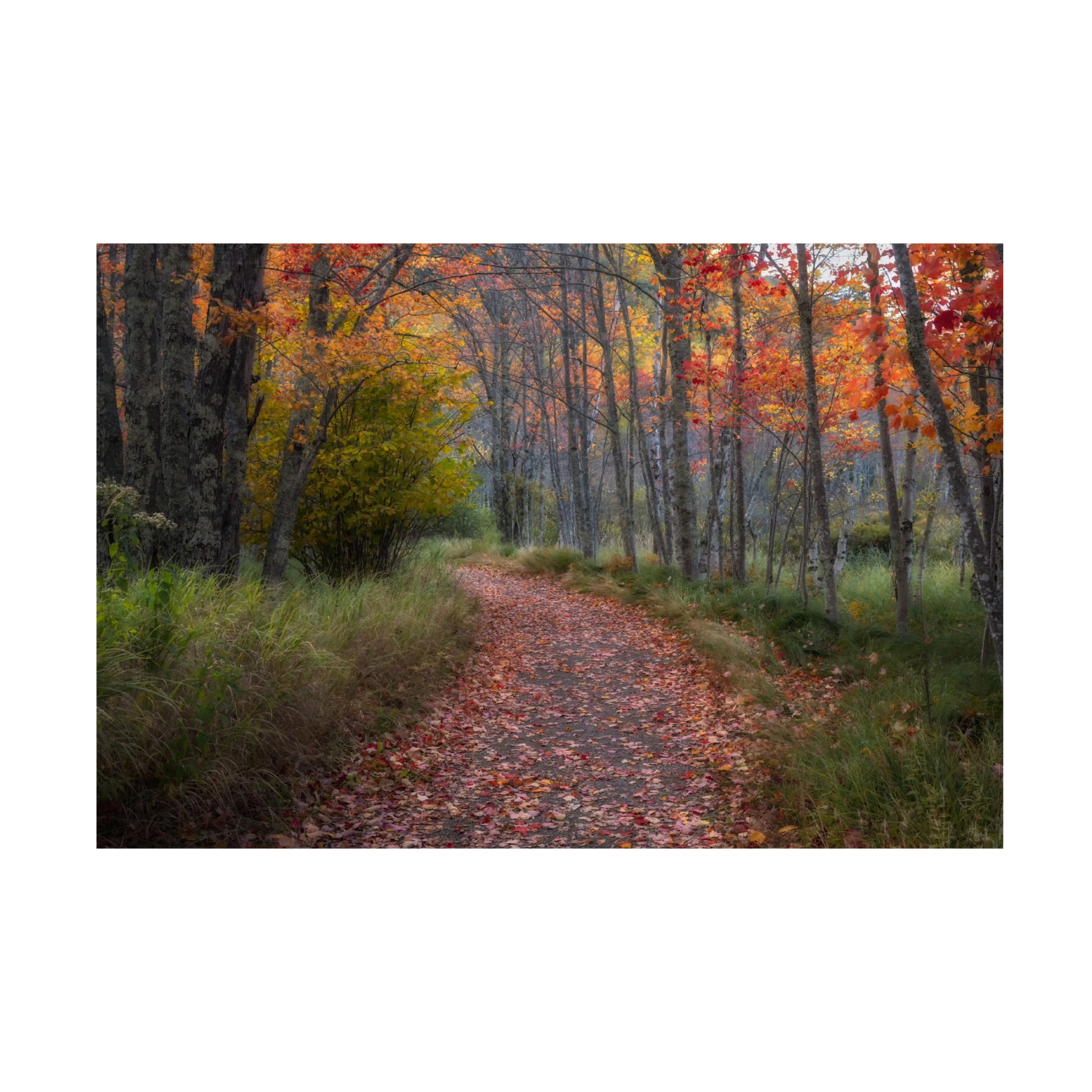 Trademark Fine Art Danny Head  Autumn Drive II Canvas Wall Art