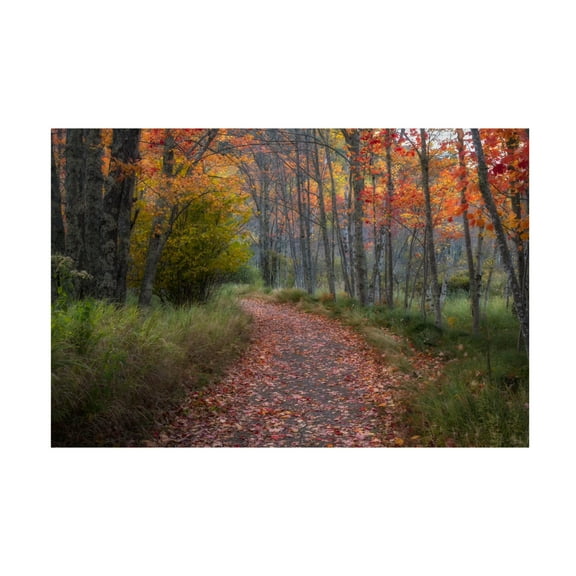 Trademark Fine Art Danny Head  Autumn Drive II Canvas Wall Art