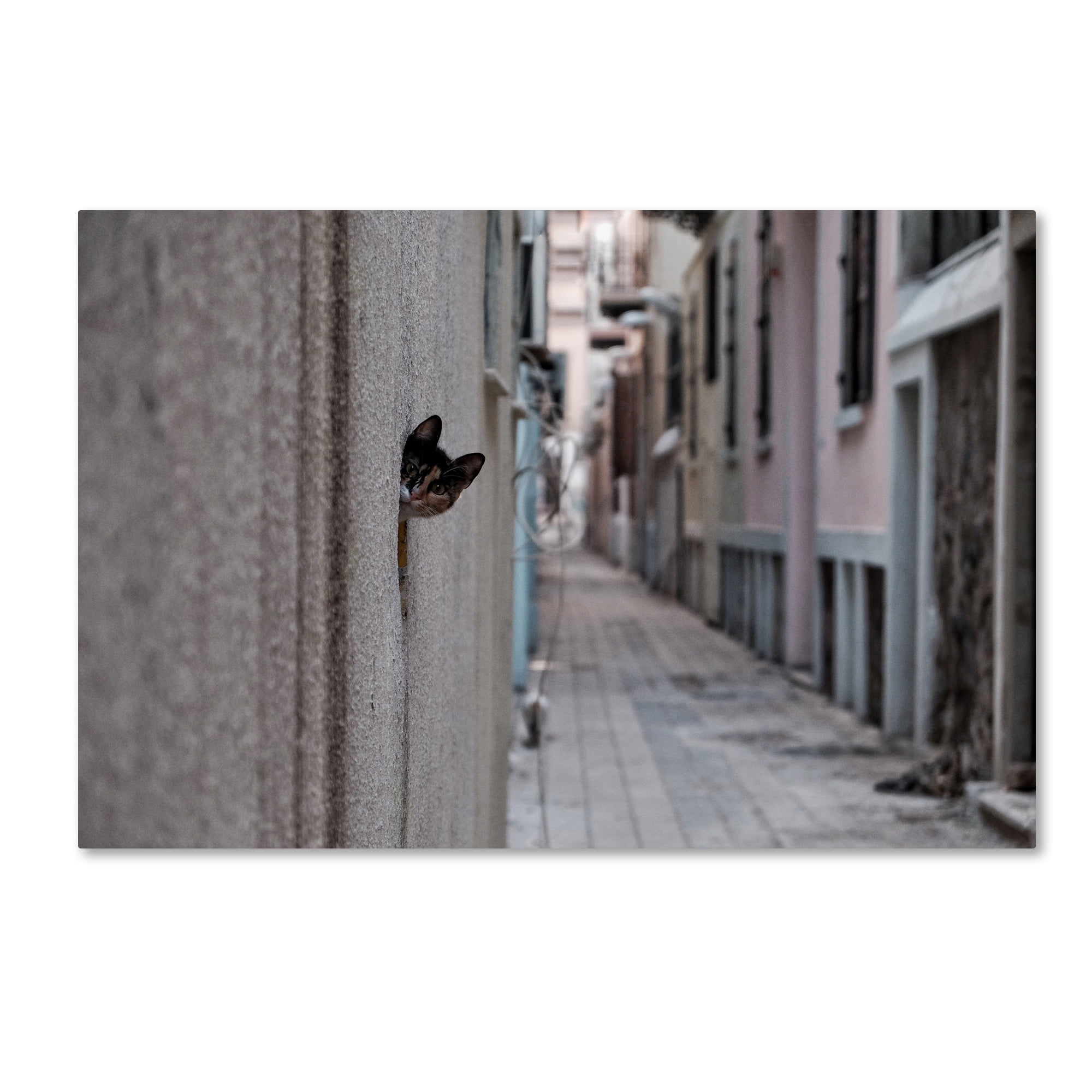Trademark Fine Art 'Dantel Street Cat' Canvas Art by Ali Ayer