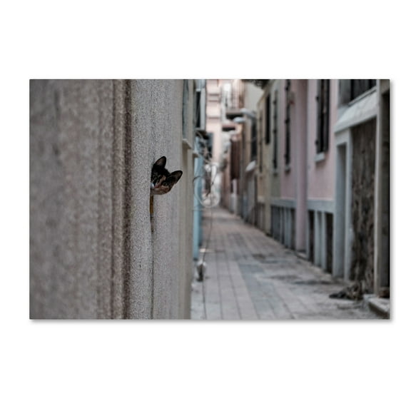 Trademark Fine Art 'Dantel Street Cat' Canvas Art by Ali Ayer