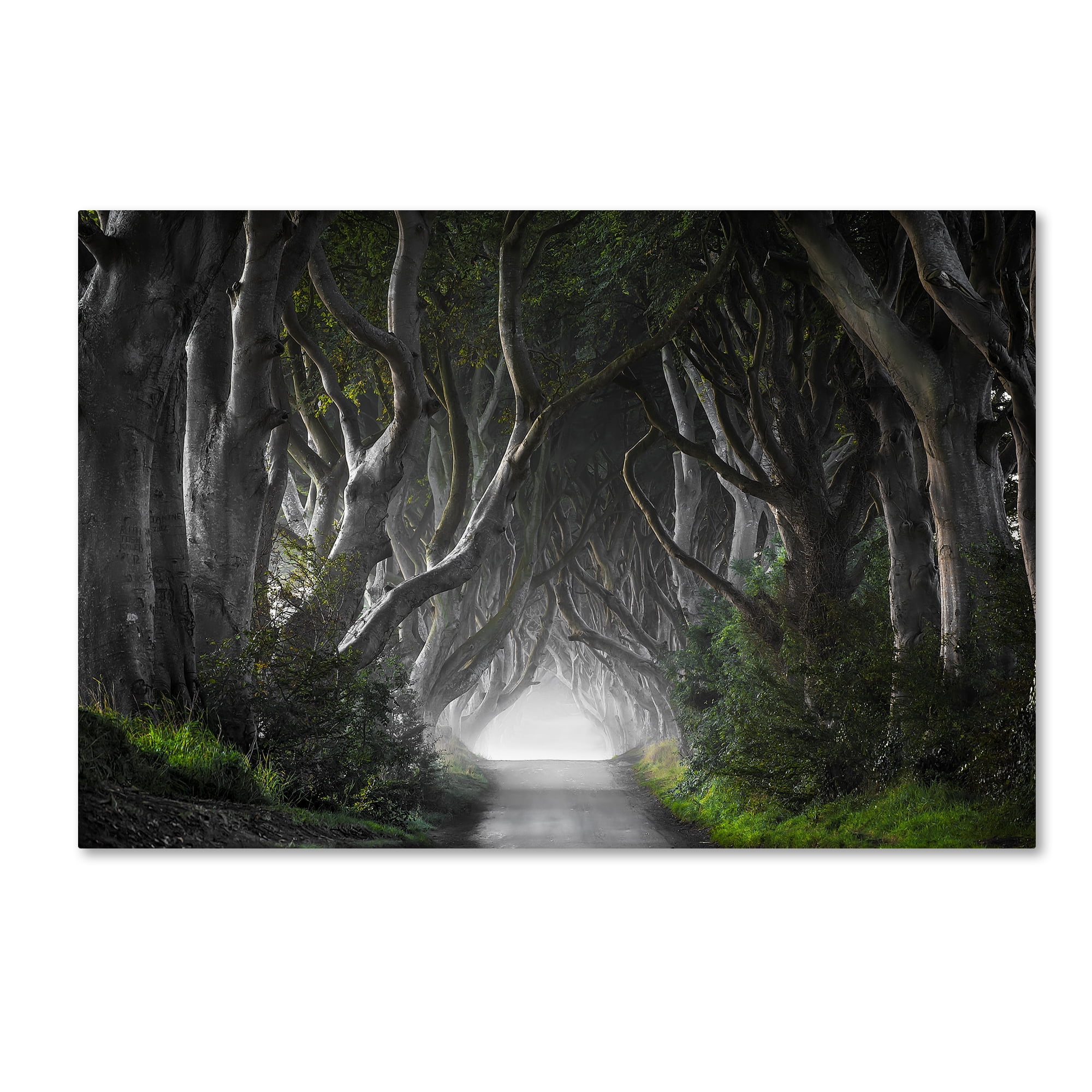 Dark Hedges Landscape Framed Canvas Photography Print