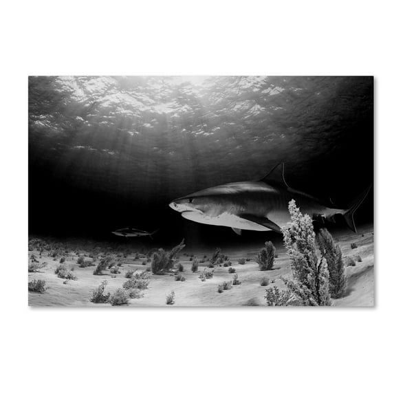 Trademark Fine Art 'Dark Tiger' Canvas Art by Ken Kiefer