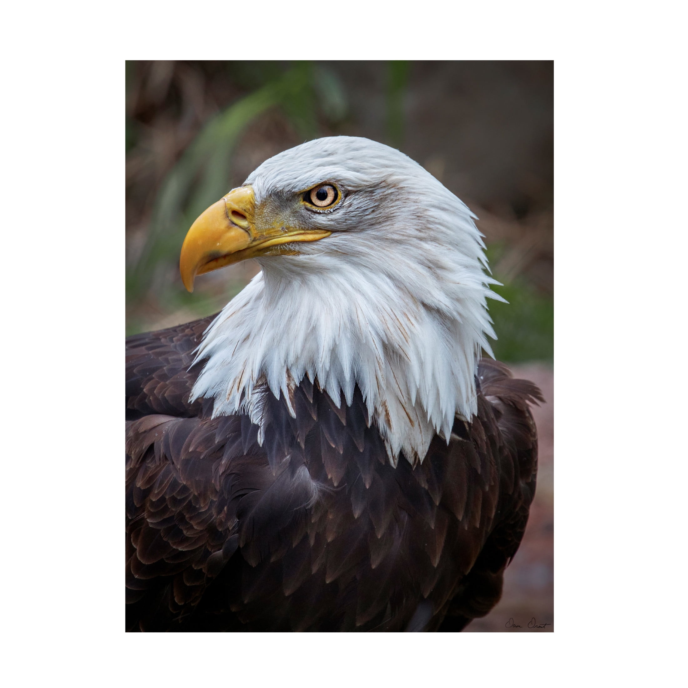 Trademark Fine Art David Drost  Adult Bald Eagle Canvas Wall Art