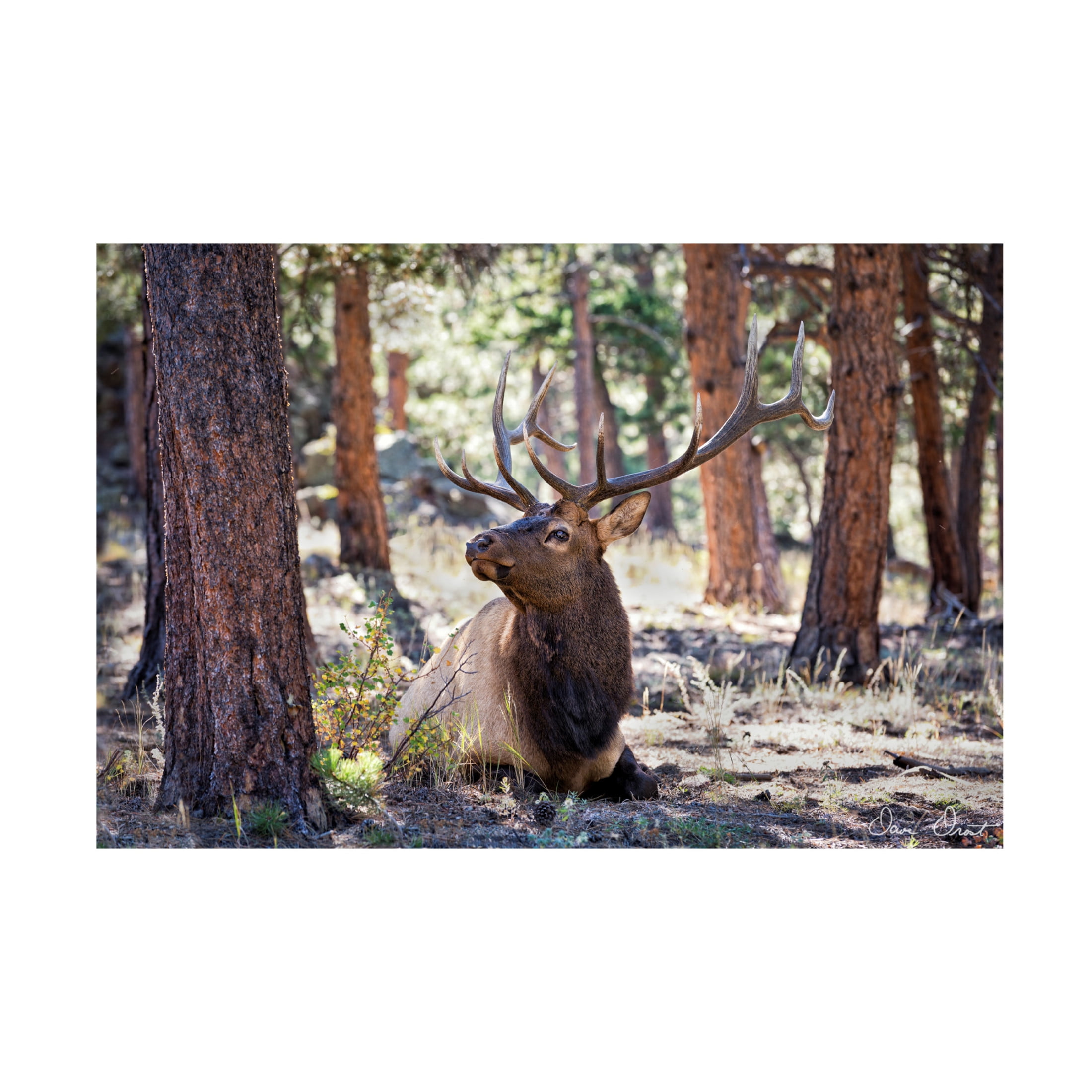 Trademark Fine Art David Drost  Elk in the Woods Canvas Wall Art