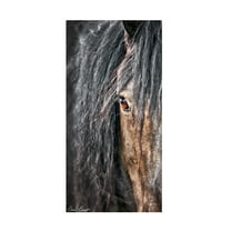 Trademark Fine Art David Drost Grey Horse Mane Canvas Wall Art