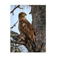 thumbnail image 1 of Trademark Fine Art David Drost Juvenile Bald Eagle Canvas Wall Art, 1 of 4