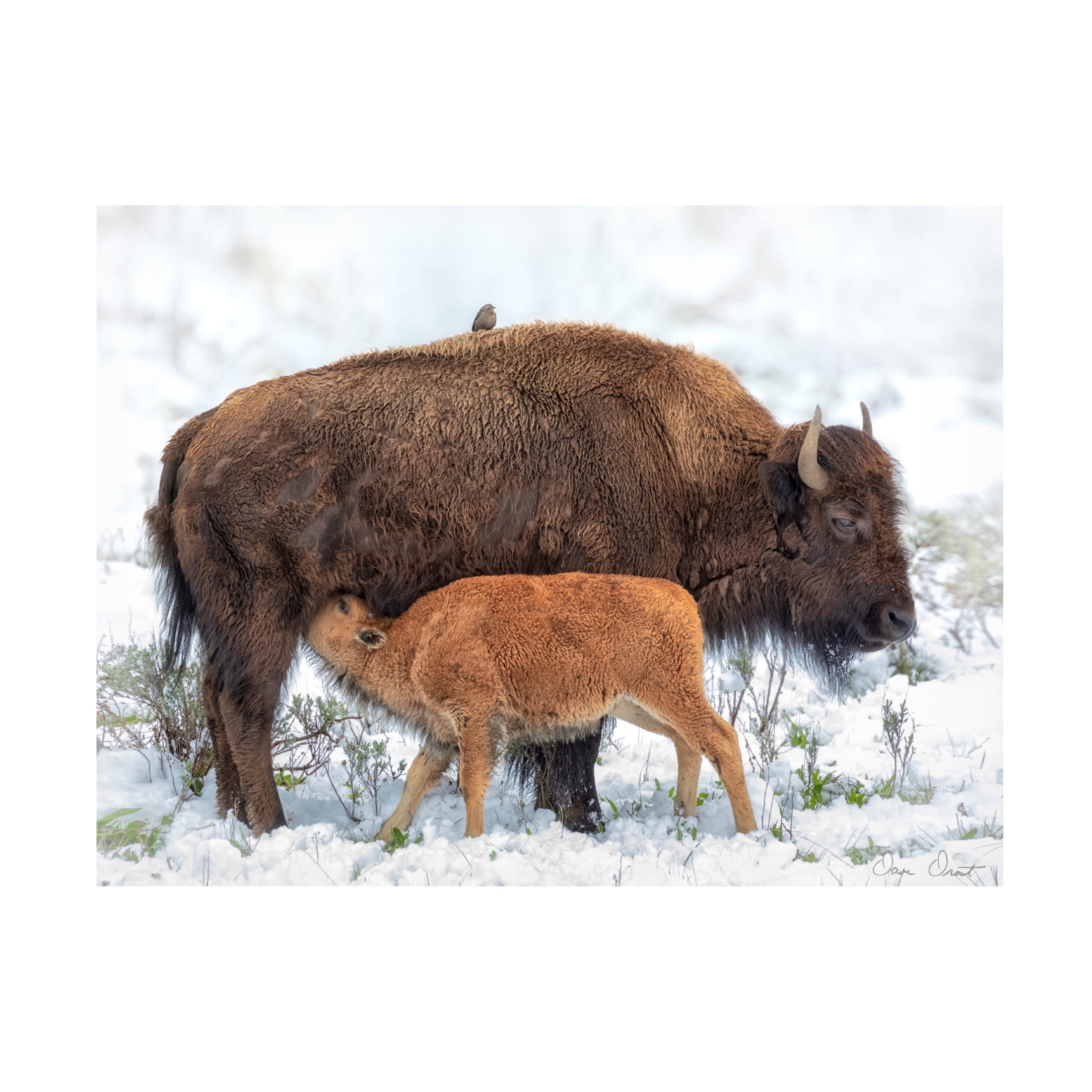 Trademark Fine Art David Drost  Mother's Milk Canvas Wall Art
