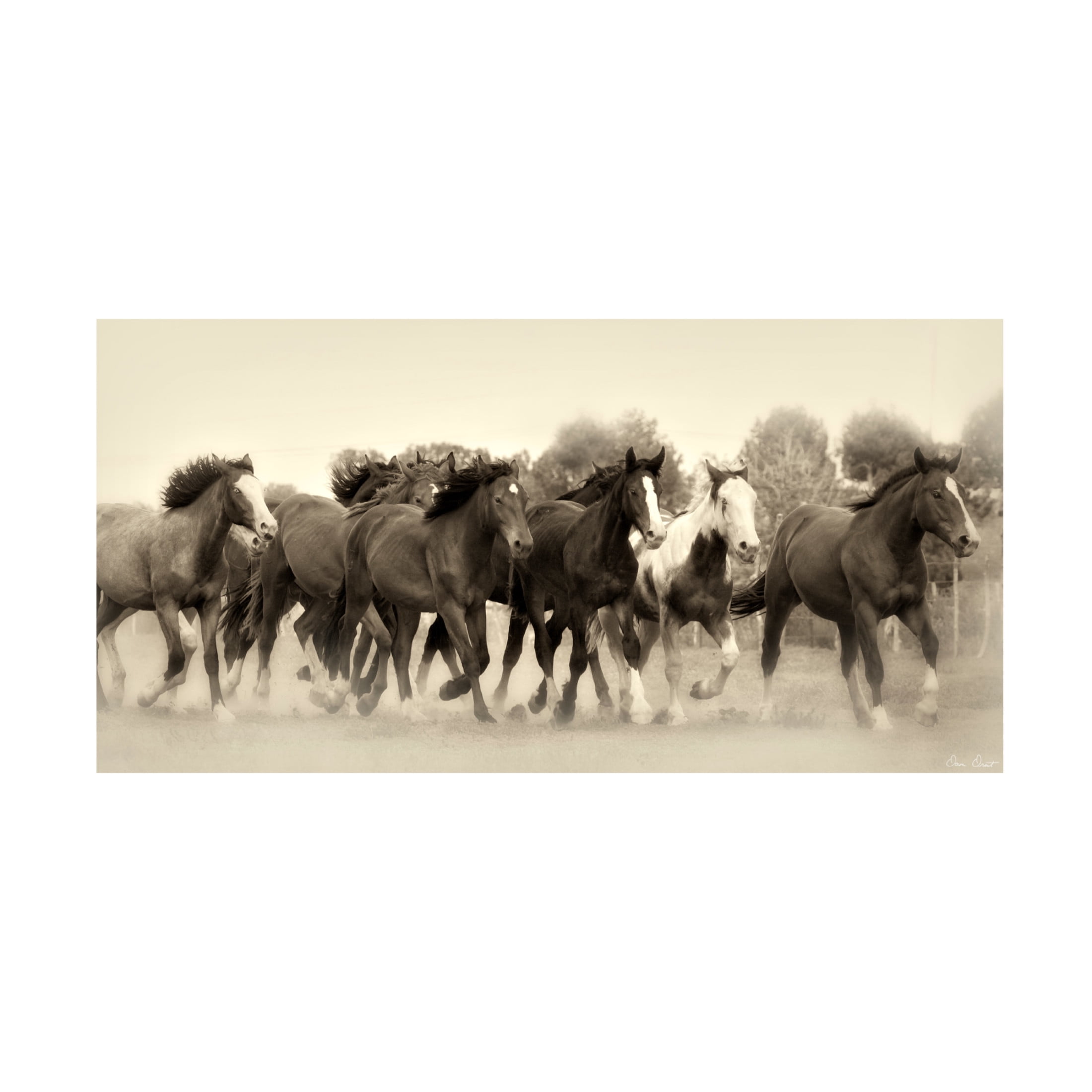 Trademark Fine Art David Drost  Running Free Canvas Wall Art