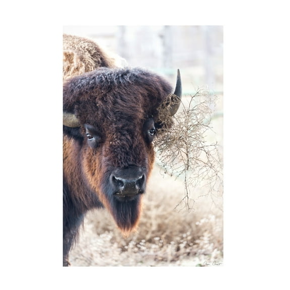 Trademark Fine Art David Drost Standing Buffalo I Canvas Wall Art