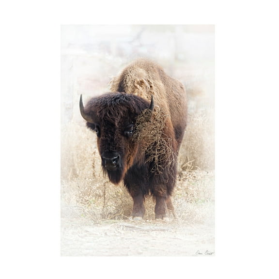 Trademark Fine Art David Drost Standing Buffalo II Canvas Wall Art
