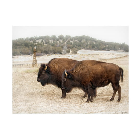 Trademark Fine Art David Drost Twin Buffalo Canvas Wall Art