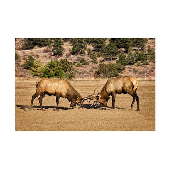 Trademark Fine Art David Drost Two Elks I Canvas Wall Art
