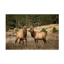 Trademark Fine Art David Drost Two Elks II Canvas Wall Art