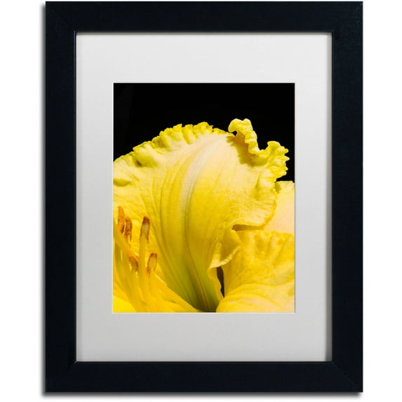Trademark Fine Art "Day Lily Abstract" Canvas Art by Kurt Shaffer, White Matte, Black Frame