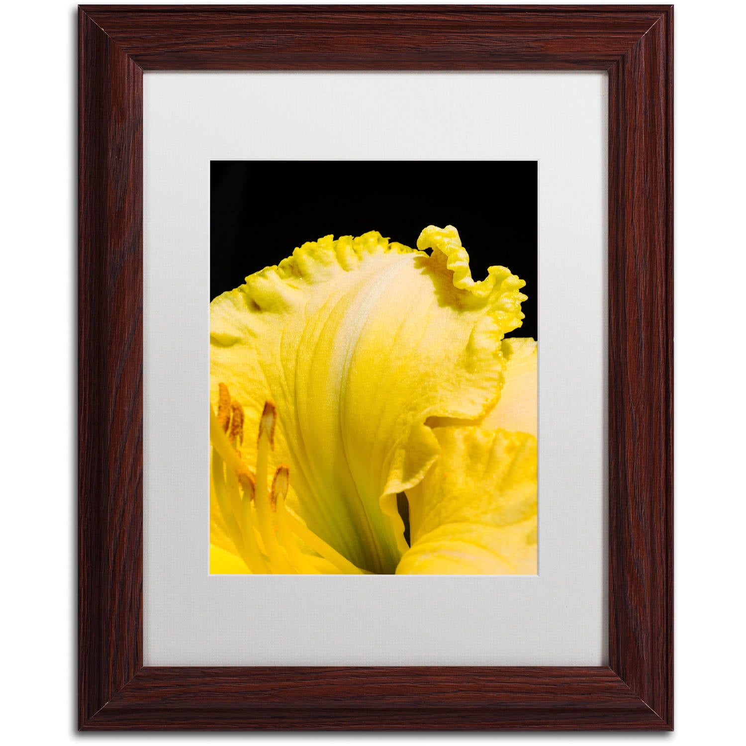 Trademark Fine Art "Day Lily Abstract" Canvas Art by Kurt Shaffer, White Matte, Wood Frame