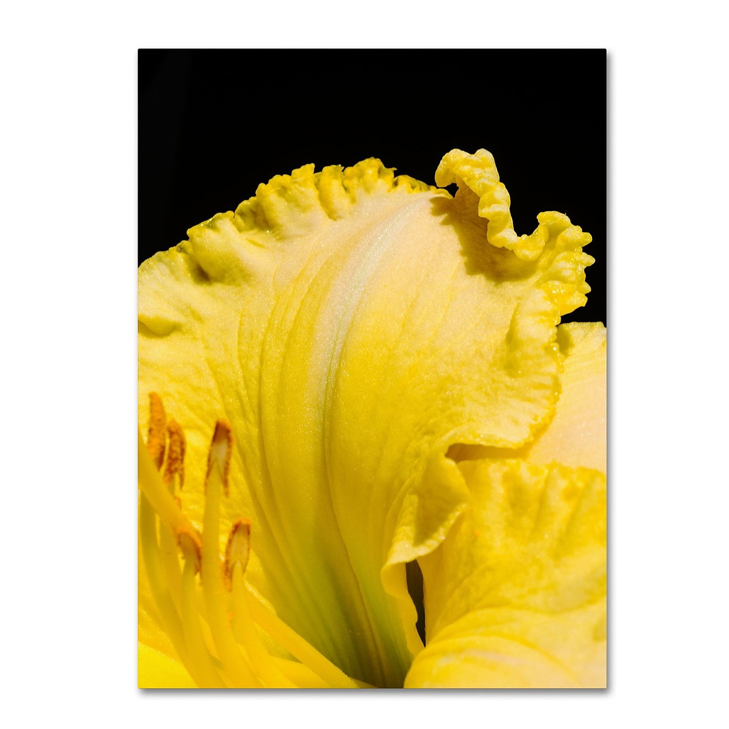 Trademark Fine Art "Day Lily Abstract" Canvas Art by Kurt Shaffer