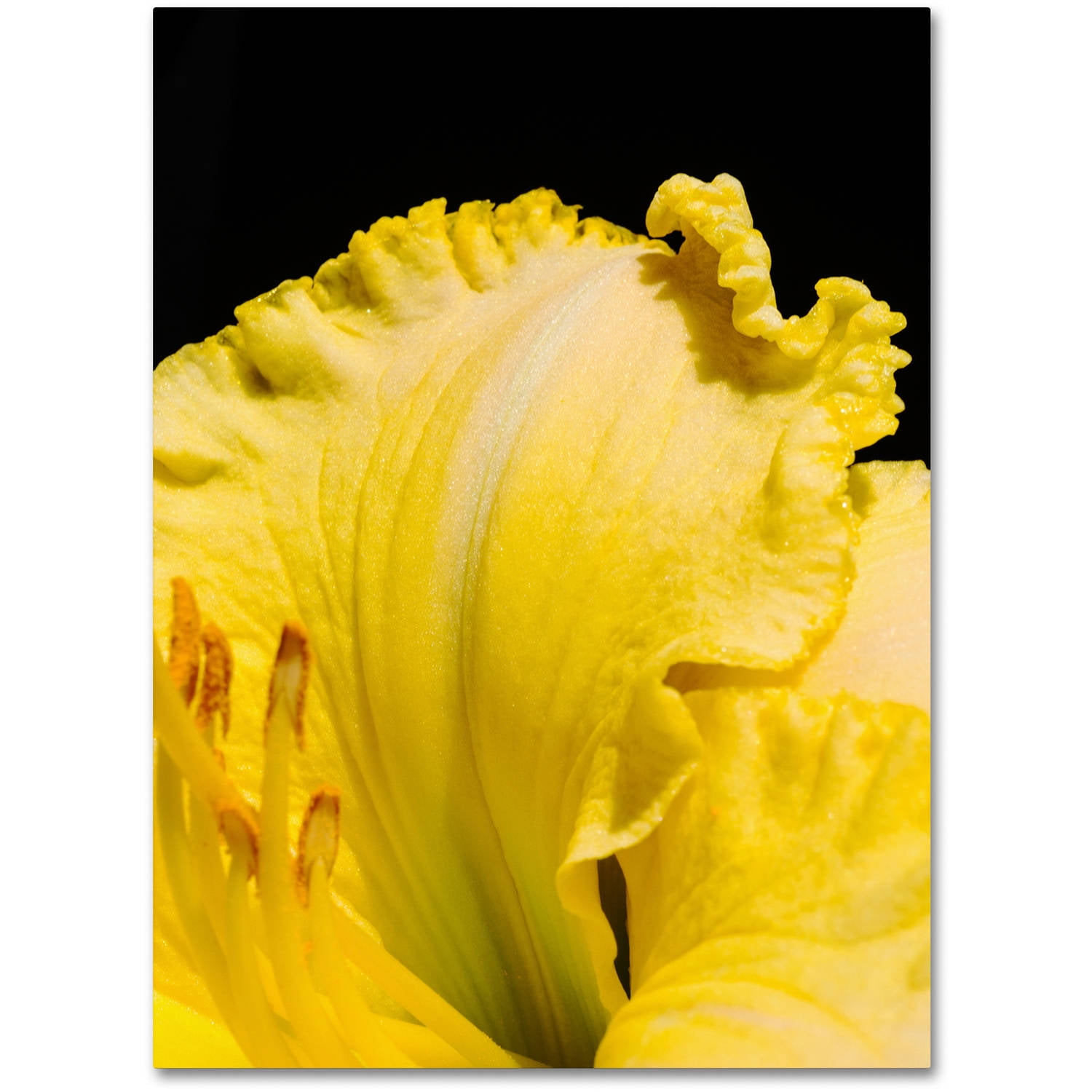 Trademark Fine Art "Day Lily Abstract" Canvas Art by Kurt Shaffer