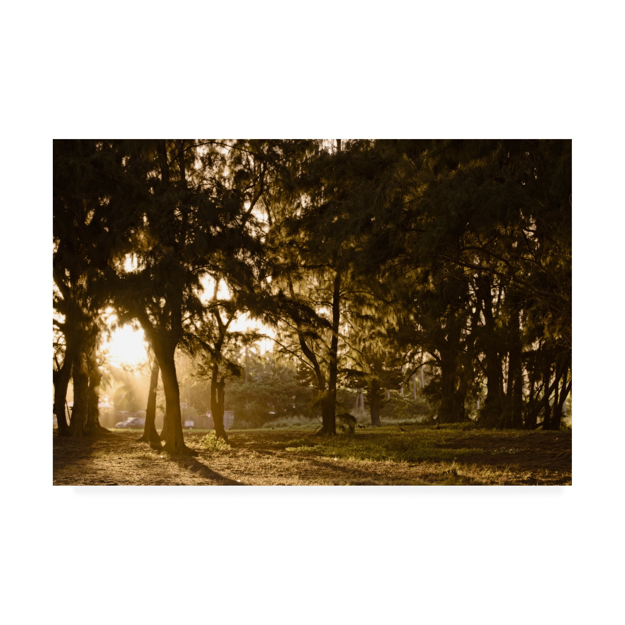 Trademark Fine Art 'Daybreak Tree Coverage' Canvas Art by Chuck Burdick