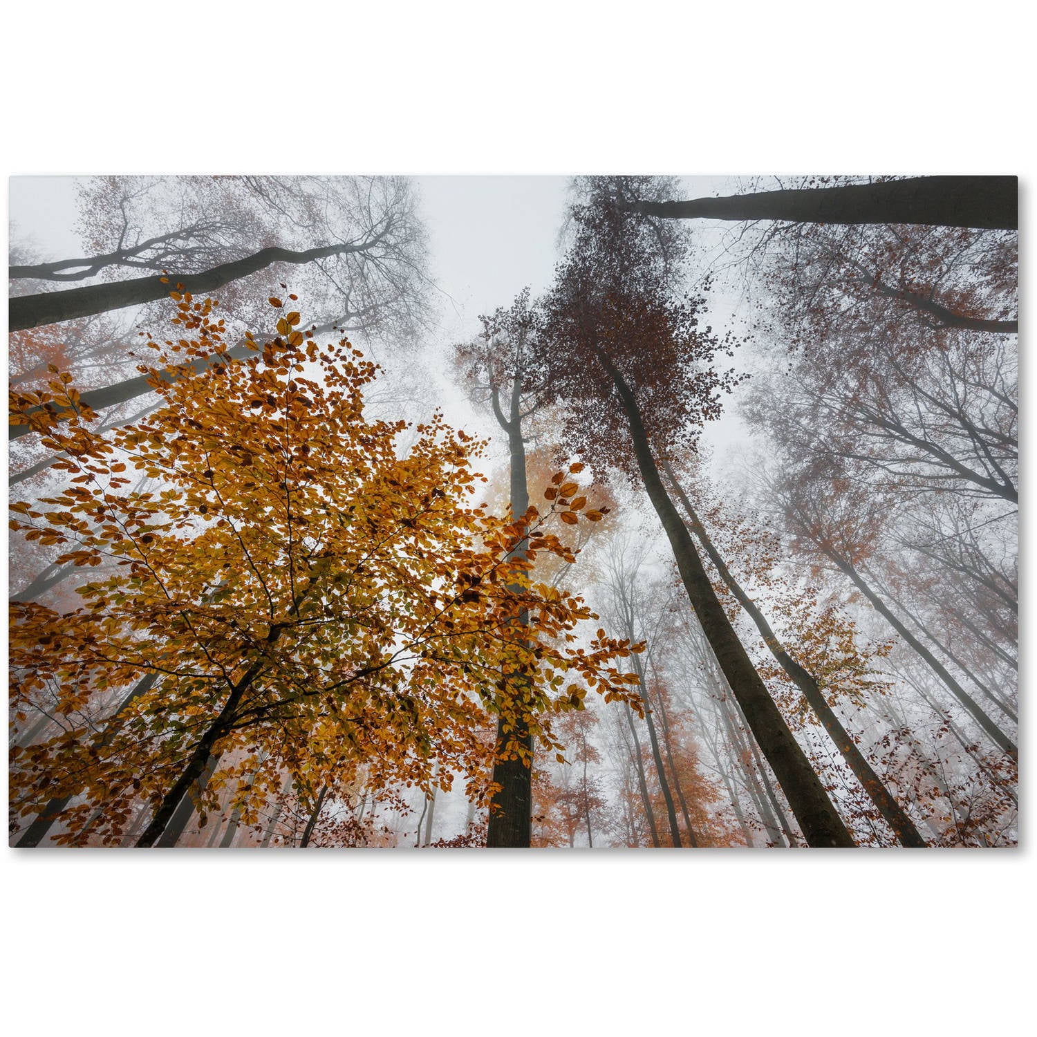 Autumn Forest Landscape Framed Canvas Art 22" x 32"
