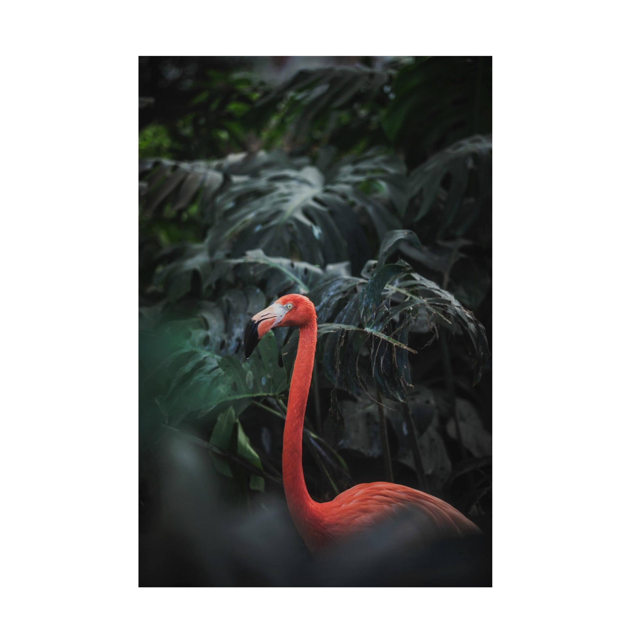 Trademark Fine Art Dayvee Flamingo Canvas Wall Art