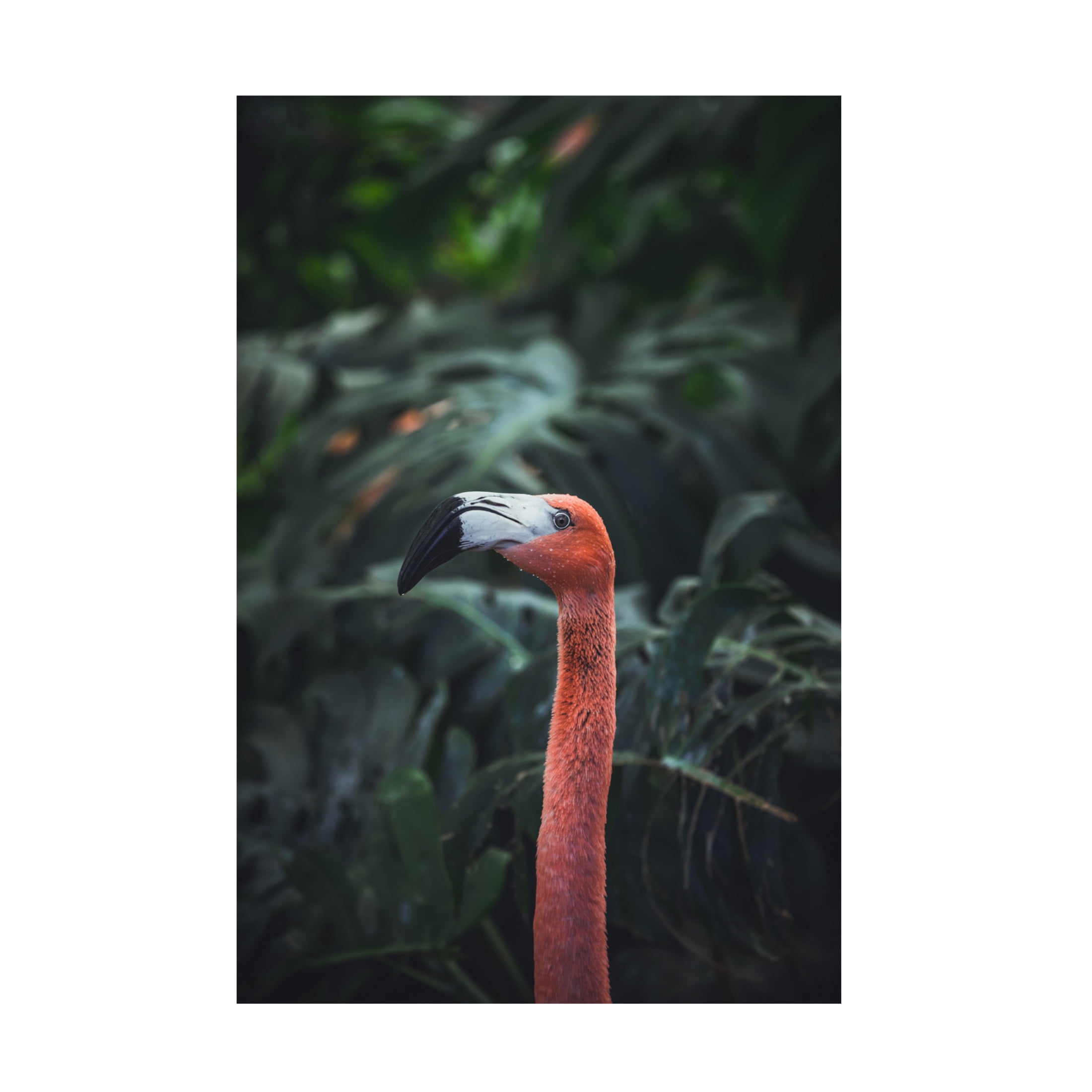 Trademark Fine Art Dayvee Flamingo Canvas Wall Art