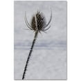 thumbnail image 1 of Trademark Fine Art "Dead of Winter Detail" Canvas Art by Kurt Shaffer, 1 of 3