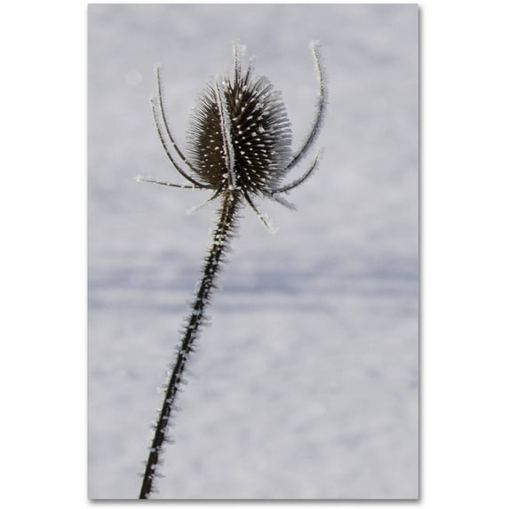 Trademark Fine Art "Dead of Winter Detail" Canvas Art by Kurt Shaffer