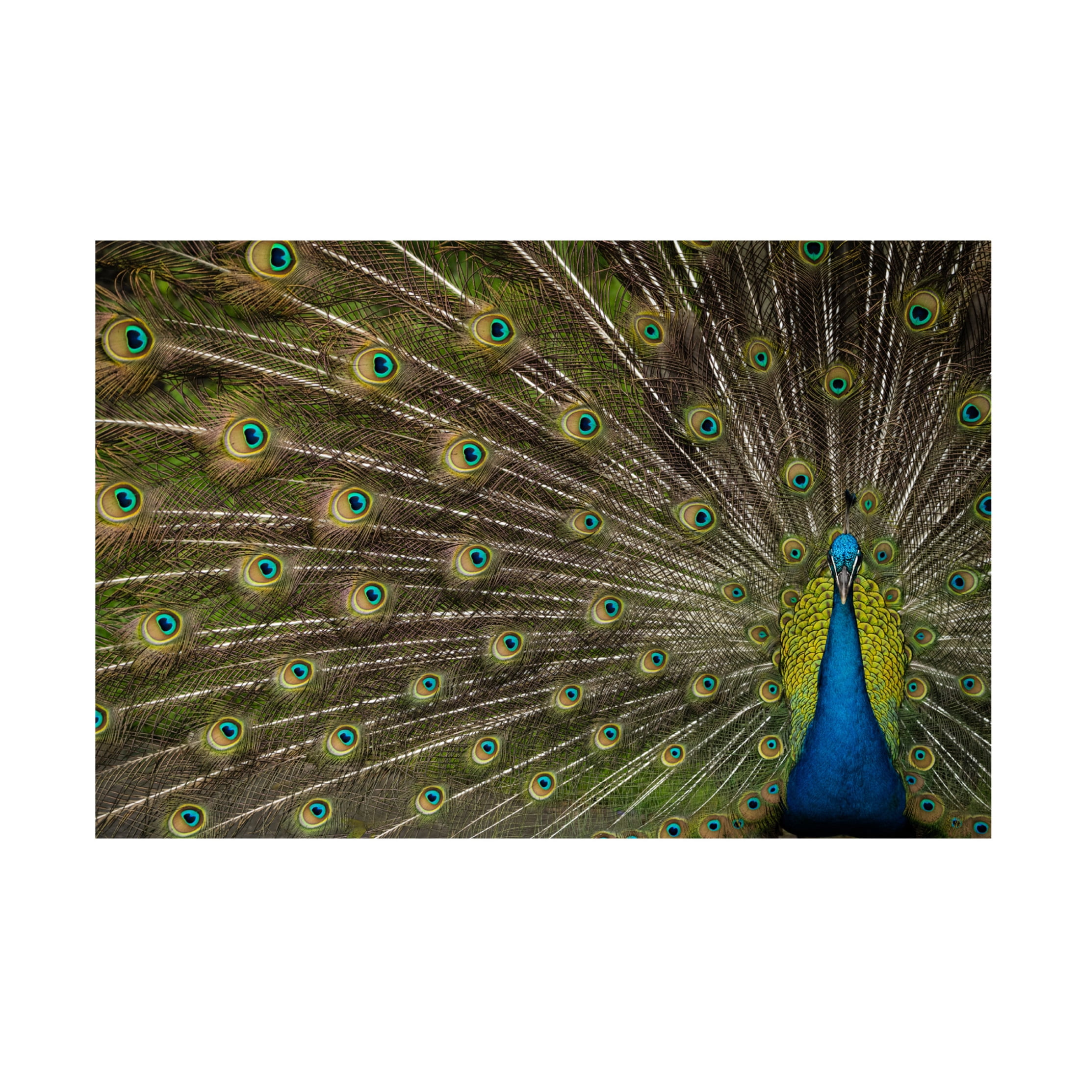 Trademark Fine Art Debbie Hunt  Wild Beauty Canvas Wall Art