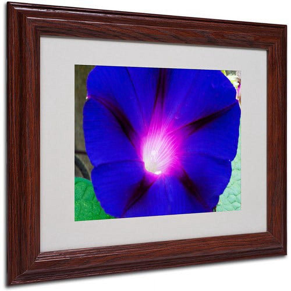 Trademark Fine Art "Deep Blue Morning Glory" Canvas Art by Kurt Shaffer, Wood Frame