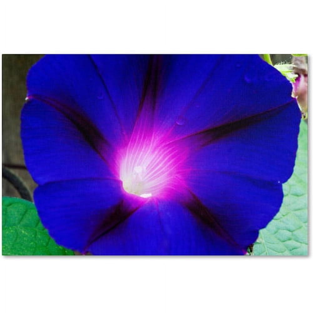 Trademark Fine Art "Deep Blue Morning Glory" Canvas Art by Kurt Shaffer