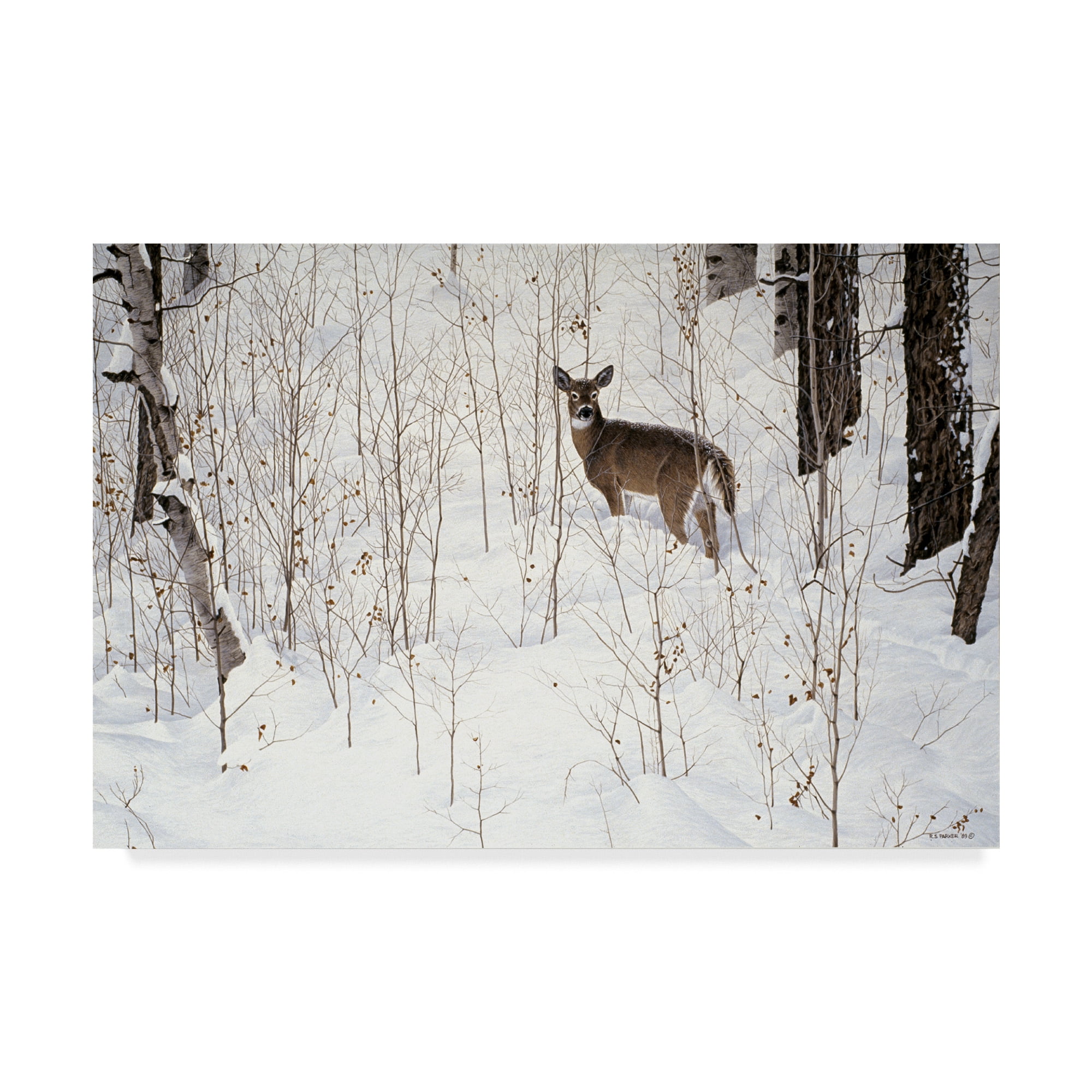 Trademark Fine Art 'Deep Snow Whitetail' Canvas Art by Ron Parker