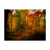 Trademark Fine Art 'Deep Woods' Canvas Art by J.D. McFarlan