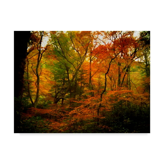 Trademark Fine Art 'Deep Woods' Canvas Art by J.D. McFarlan