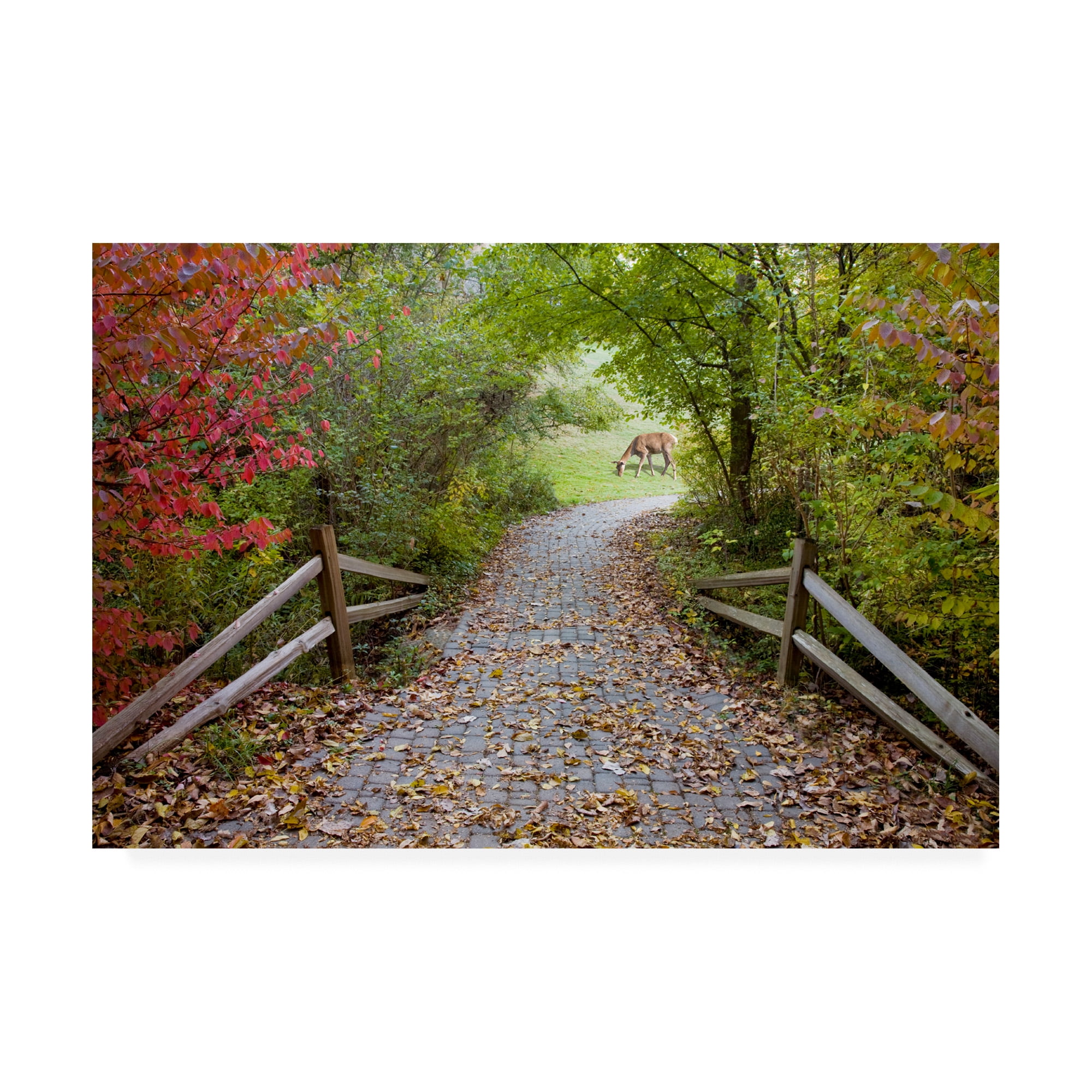 Trademark Fine Art 'Deer In The Woods Farmington Hills Michigan' Canvas Art by Monte Nagler