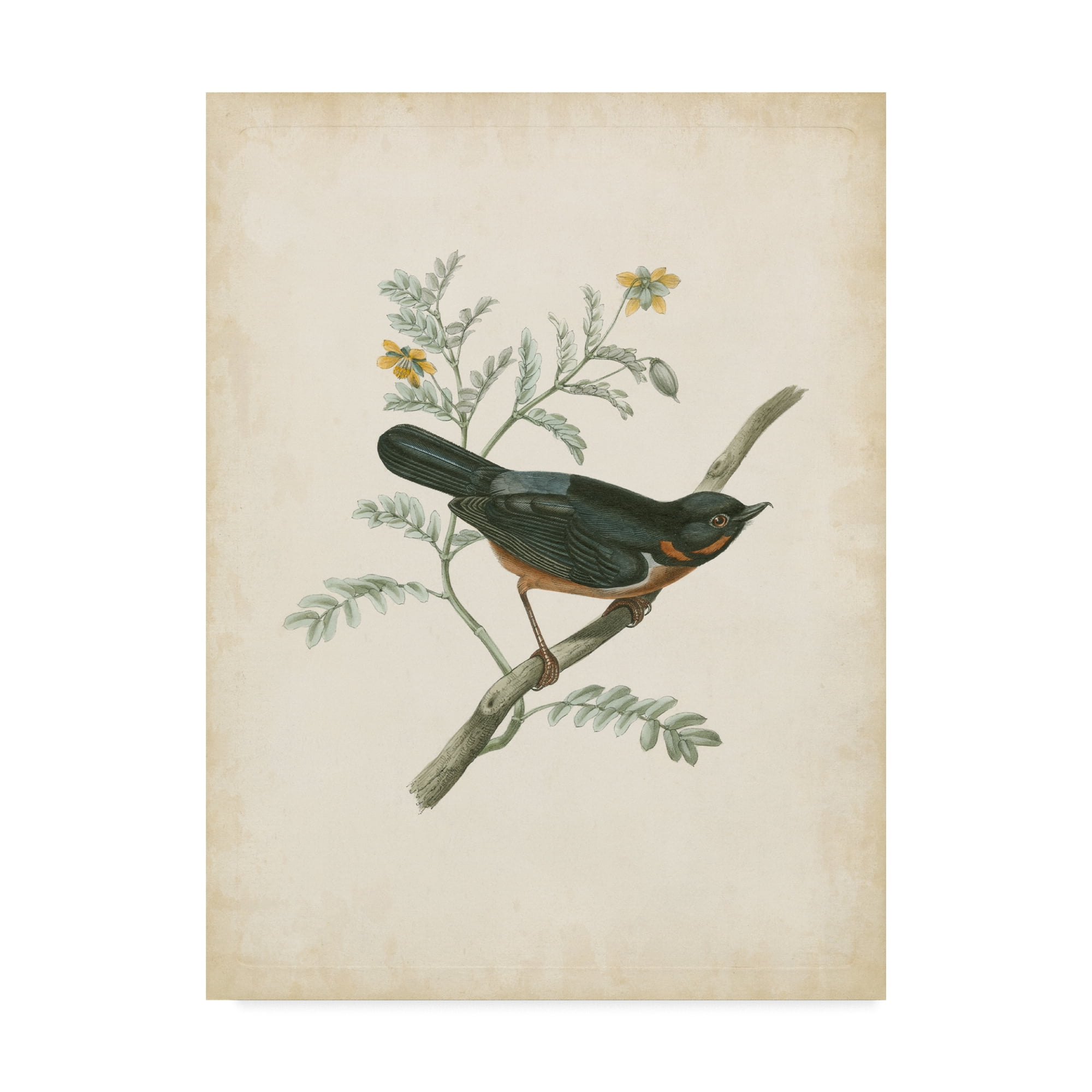 Trademark Fine Art 'Delicate Birds III' Canvas Art by Unknown