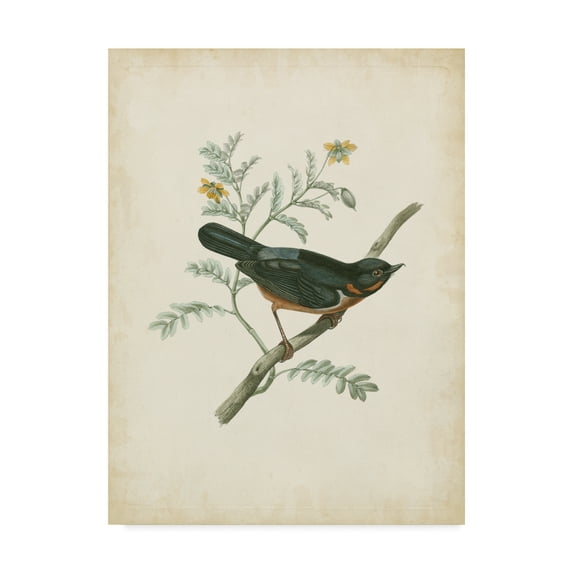 Trademark Fine Art 'Delicate Birds III' Canvas Art by Unknown