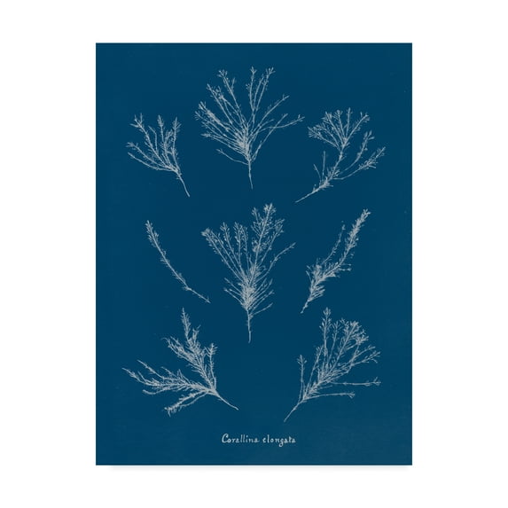 Trademark Fine Art 'Delicate Coral I' Canvas Art by Wild Apple Portfolio