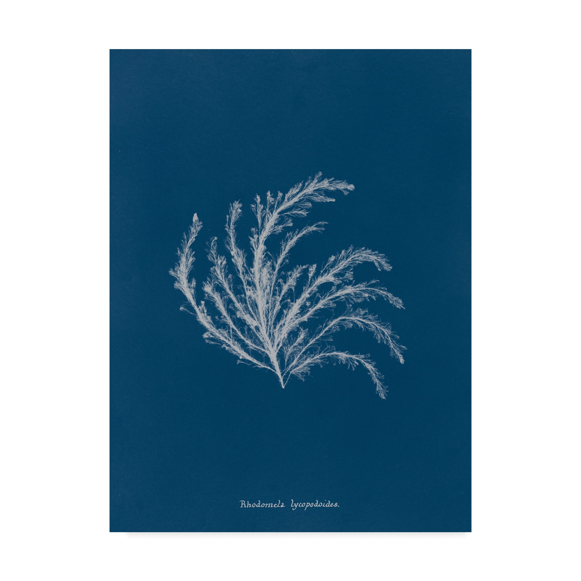 Trademark Fine Art 'Delicate Coral II' Canvas Art by Wild Apple Portfolio