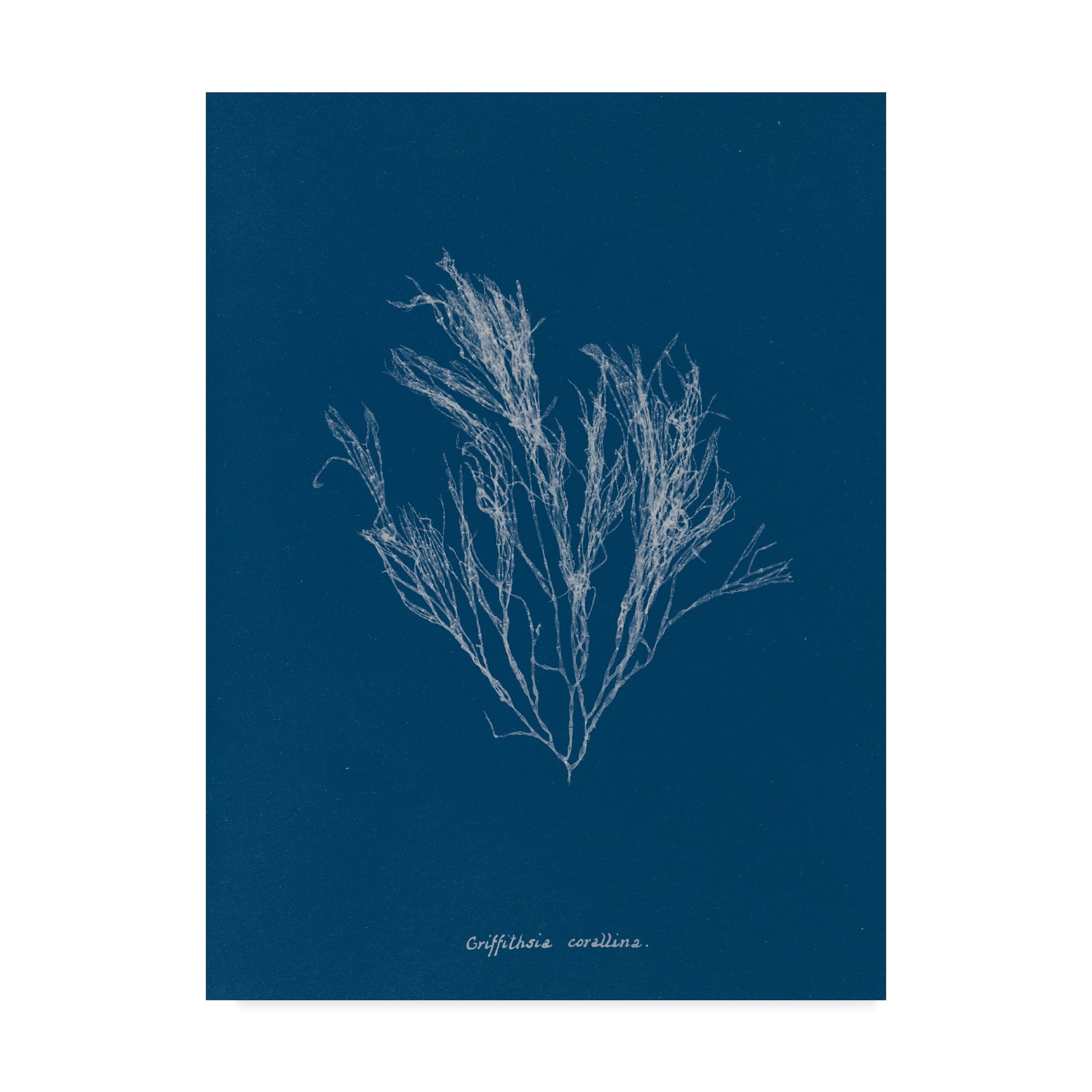Trademark Fine Art 'Delicate Coral III' Canvas Art by Wild Apple Portfolio