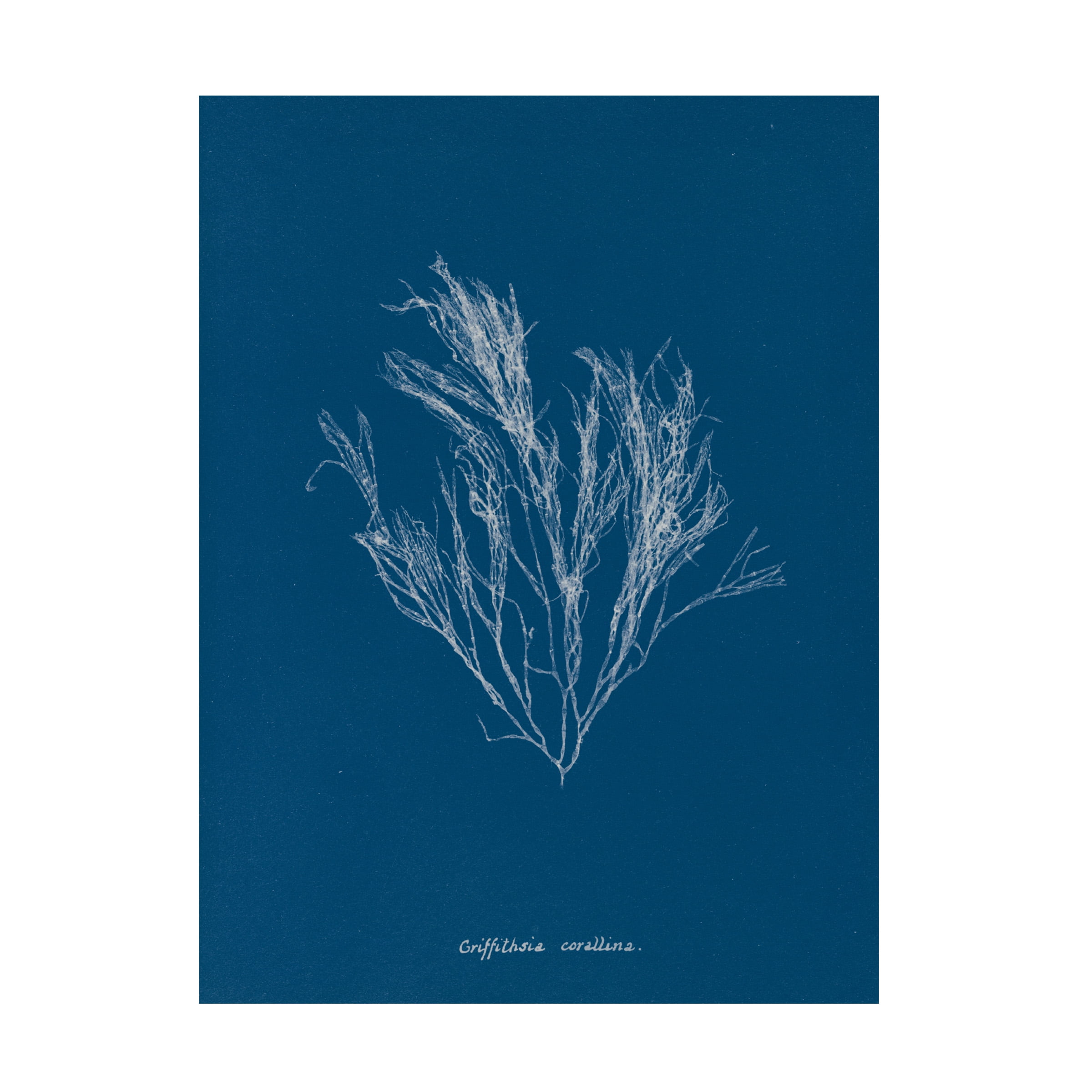 Trademark Fine Art 'Delicate Coral III' Canvas Art by Wild Apple Portfolio