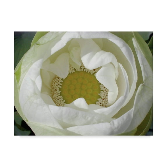 Trademark Fine Art 'Delicate Lotus I' Canvas Art by Jim Christensen