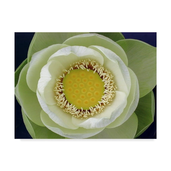Trademark Fine Art 'Delicate Lotus II' Canvas Art by Jim Christensen