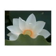 thumbnail image 1 of Trademark Fine Art 'Delicate Lotus III' Canvas Art by Jim Christensen, 1 of 1