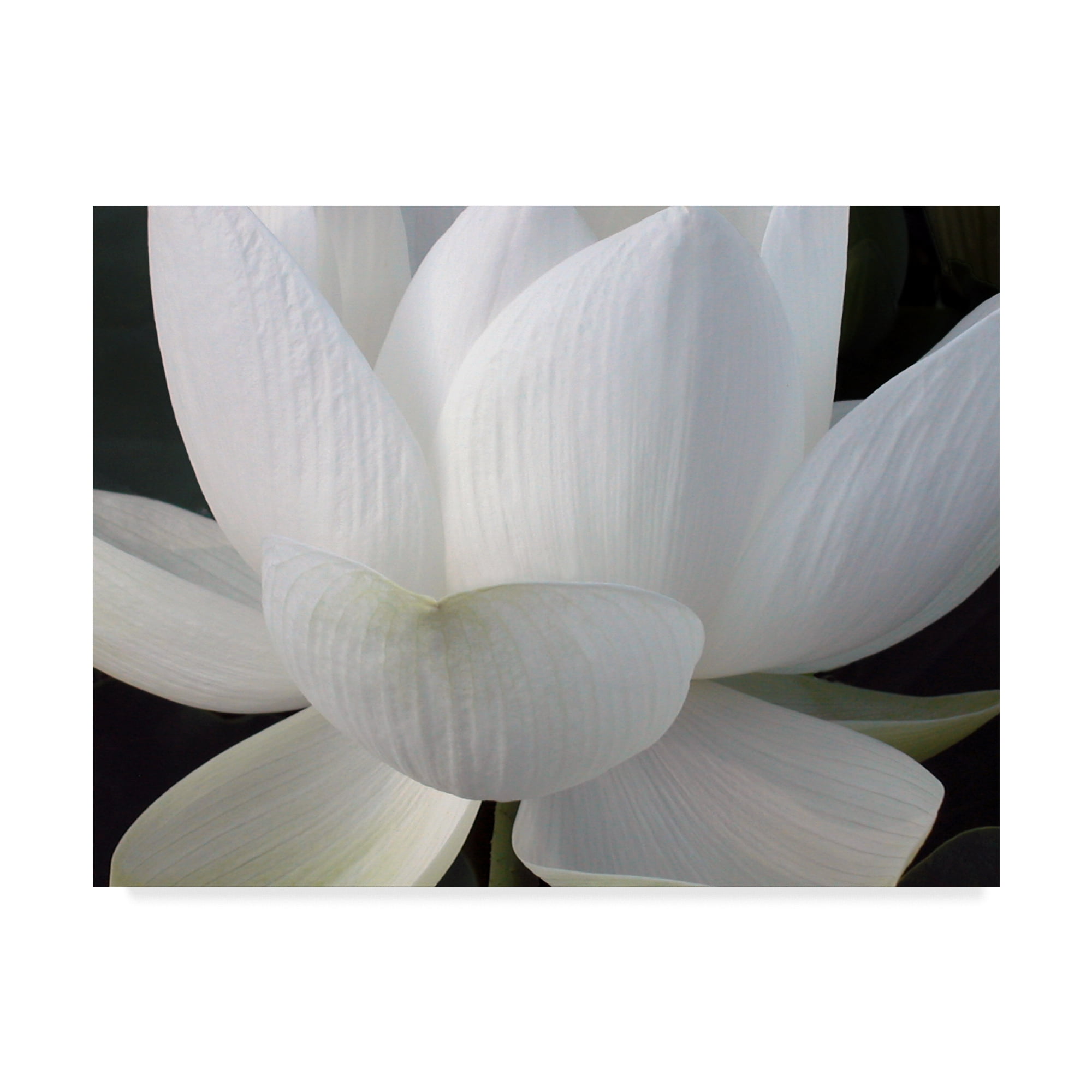 Trademark Fine Art 'Delicate Lotus V' Canvas Art by Jim Christensen