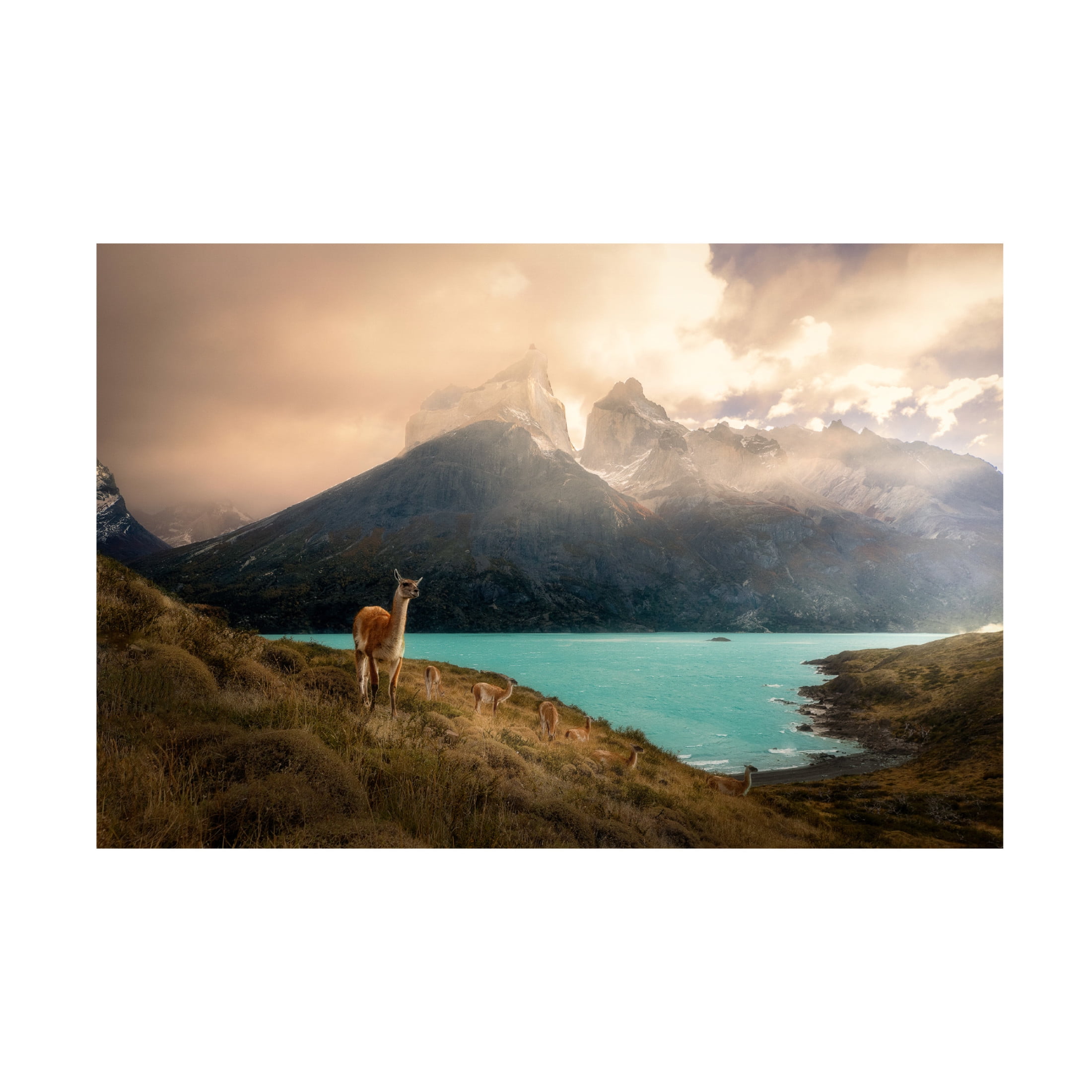 Trademark Fine Art Dennis Zhang Alpaca at Torres del Paine II Canvas Wall Art