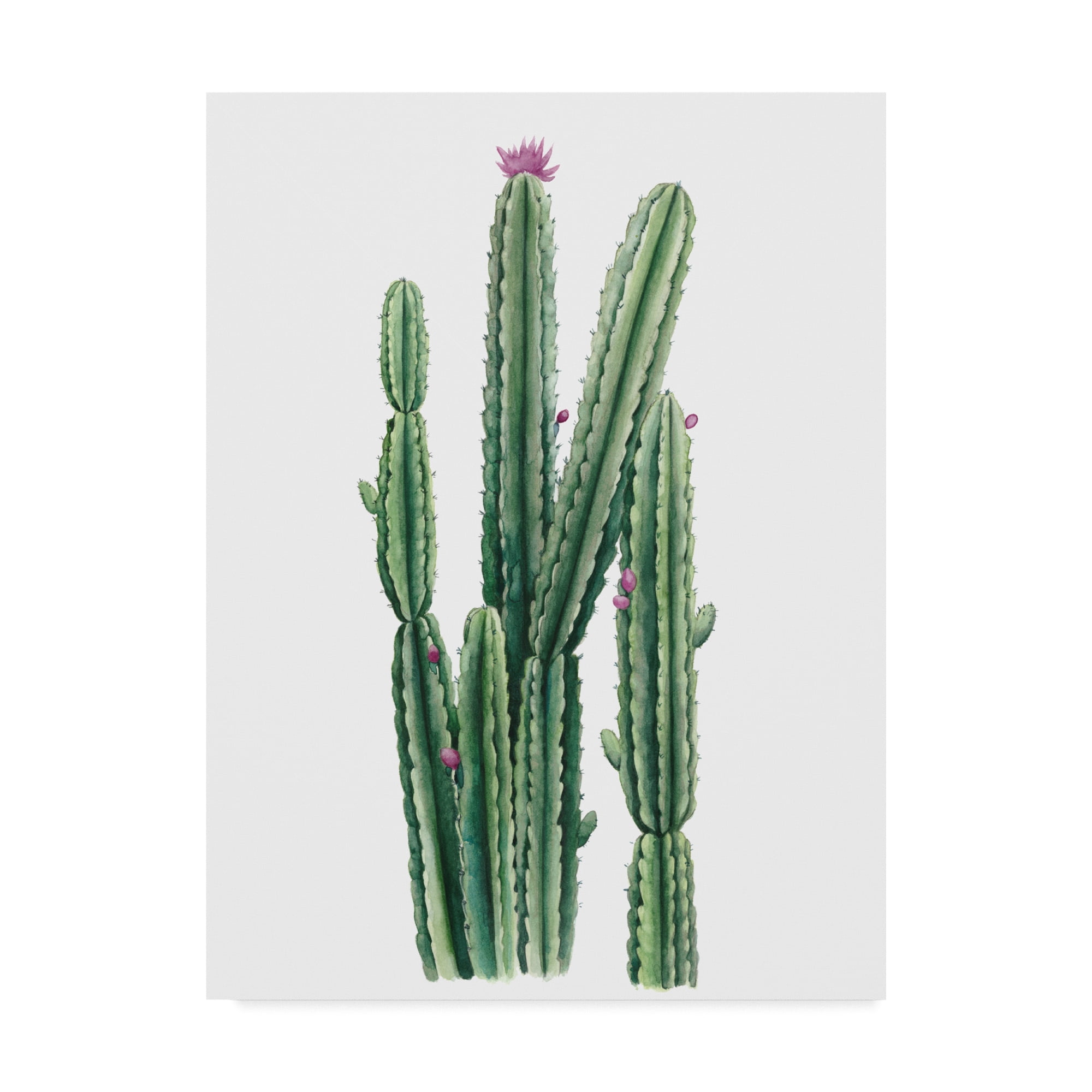Trademark Fine Art 'Desert Blooms II' Canvas Art by Grace Popp